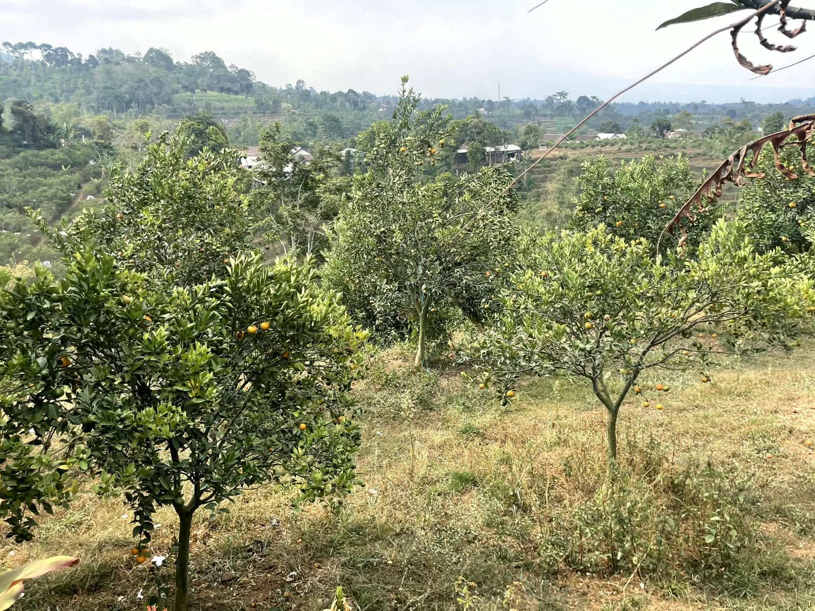 Potensi Desa Sukodadi