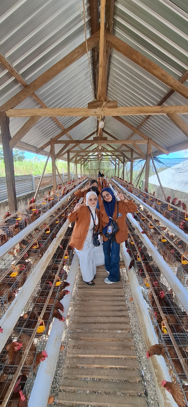 
                                                Ternak Ayam                                            