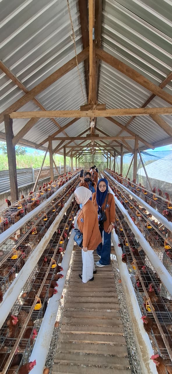 
                                Foto 3                                Ternak Ayam                            