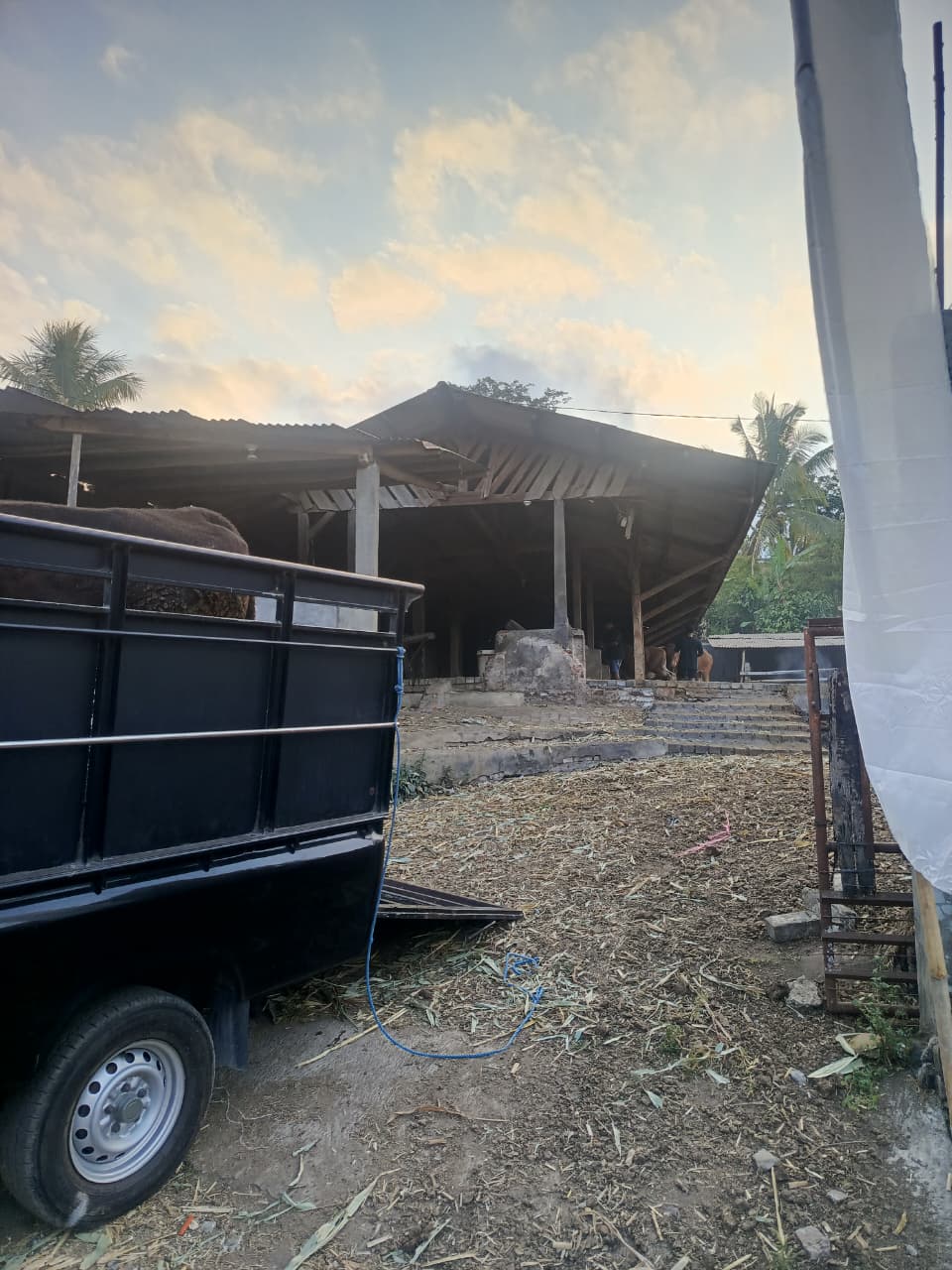 
                                Foto 2                                ternak Sapi                            