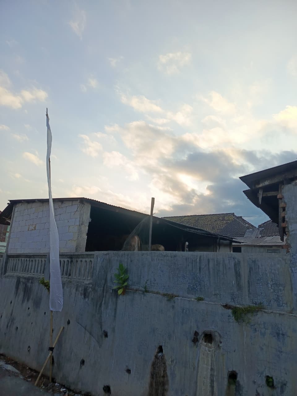 
                                Foto 3                                ternak Sapi                            